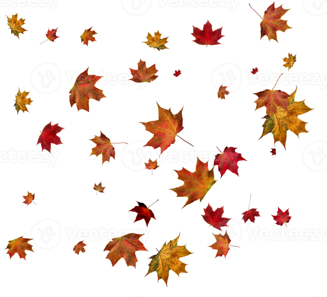 Autumn maple leaves. png