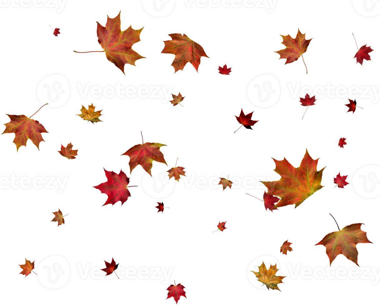 Background with autumn maple leaves. png