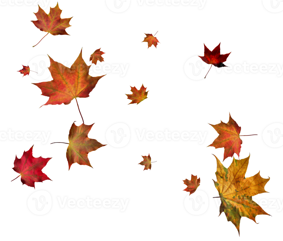 Backdrop with autumn maple leaves png