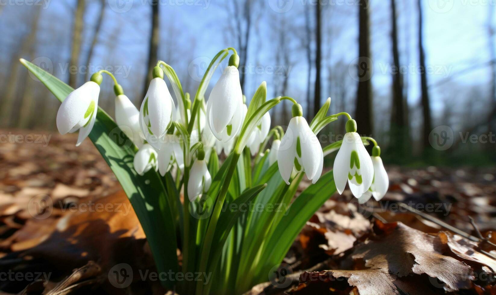 ai generado hermosa campanilla de febrero flores creciente en bosque, de cerca. temprano primavera. selectivo enfocar, bokeh ligero foto