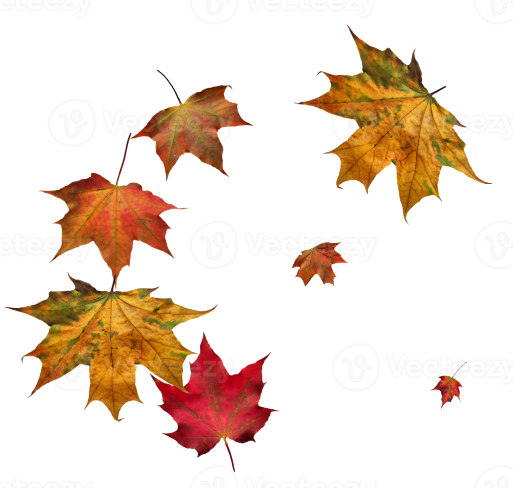 Digital paper with maple leaves. png