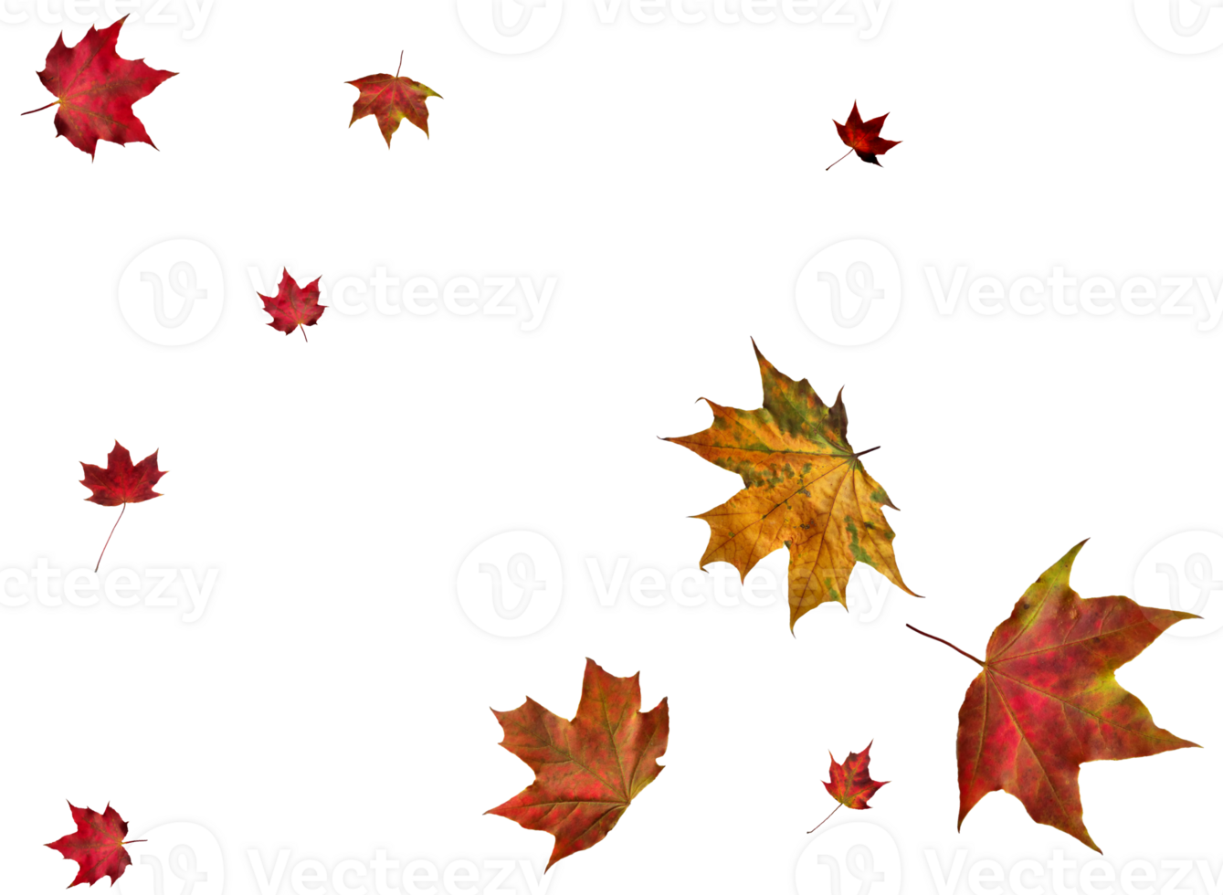 Digital paper with autumn maple leaves. png