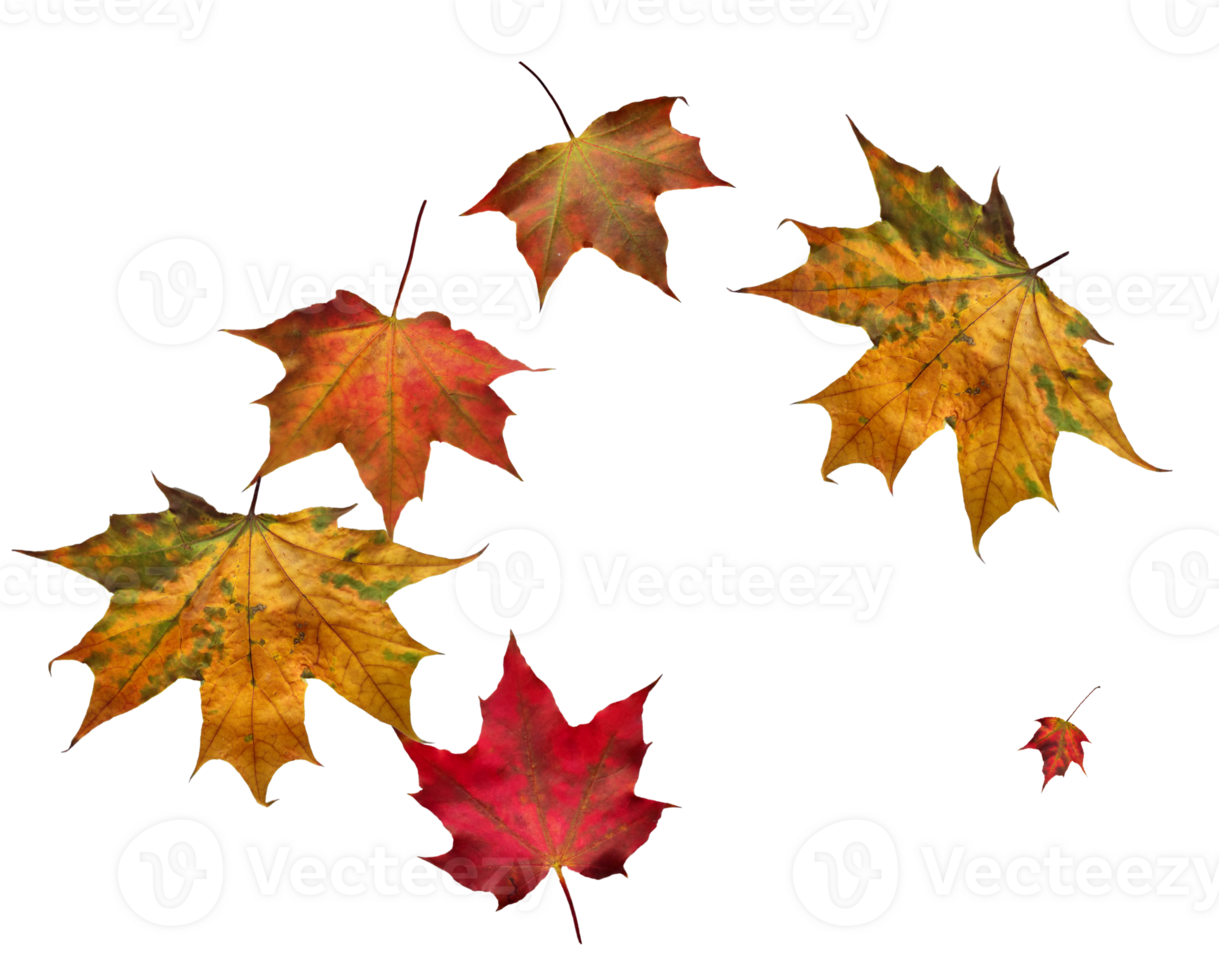 Digital paper with flying maple leaves. png