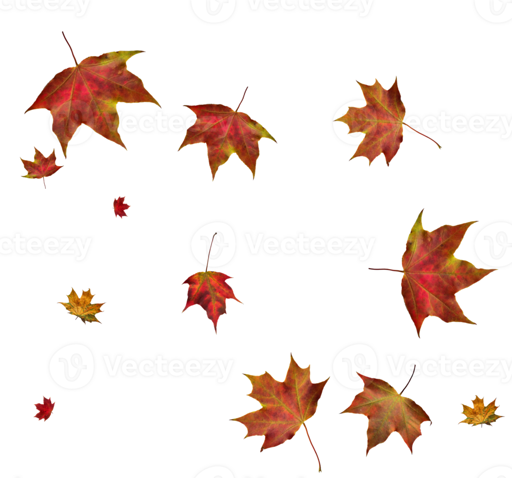 Digital paper with autumn maple leaves. png