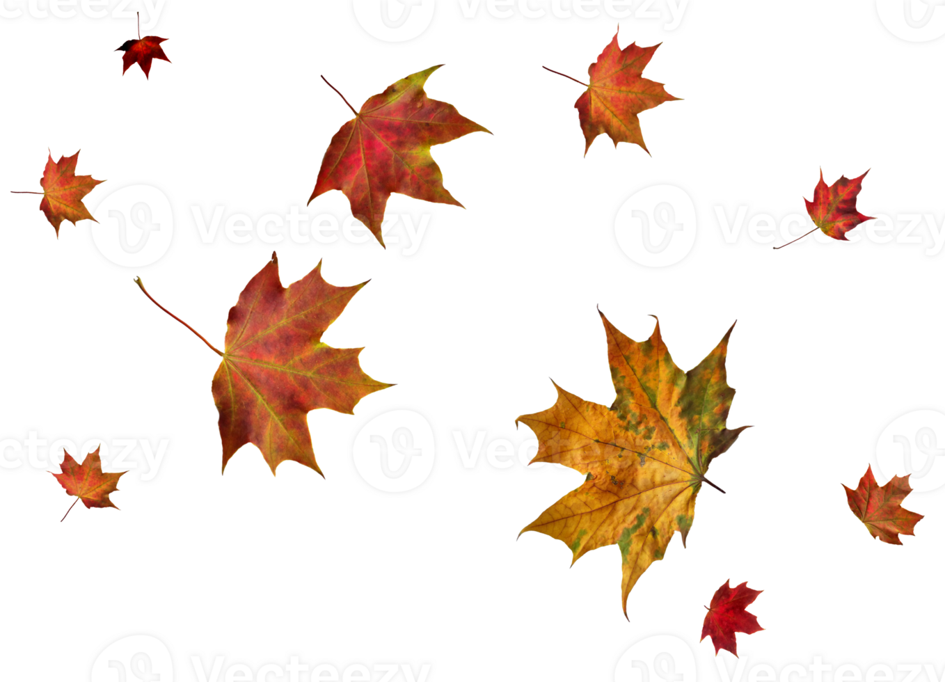 digitaal papier met herfst esdoorn- bladeren. png