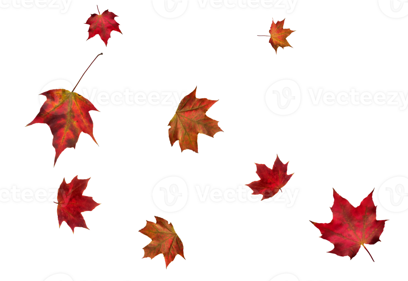 Digital paper with maple leaves. png