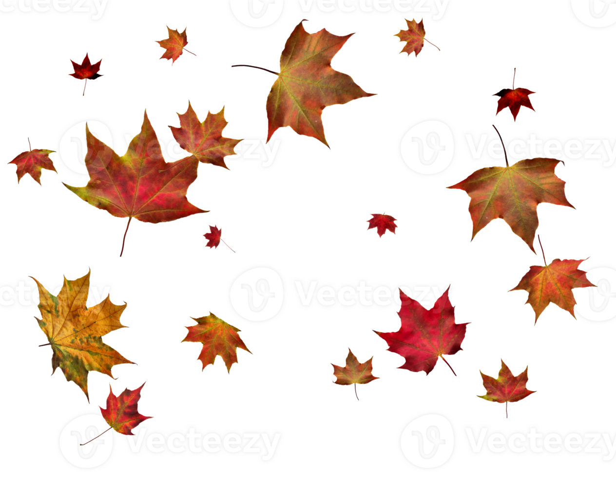 Digital paper with autumn maple leaves. png