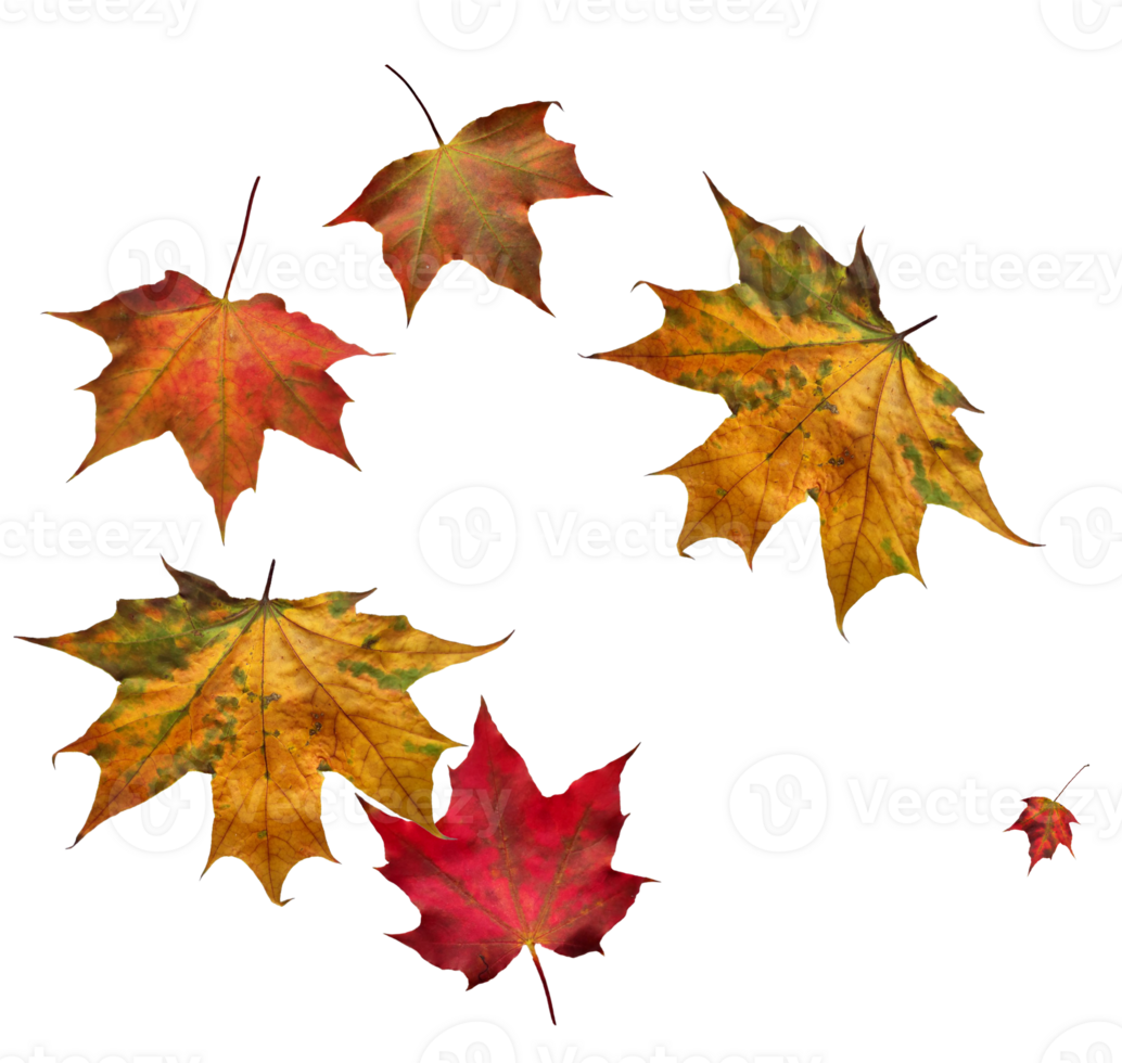 Digital paper with maple leaves. png