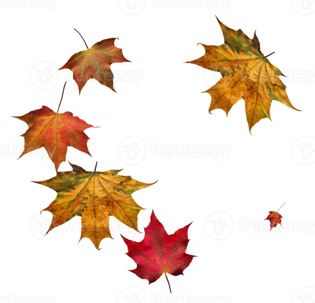 Digital paper with maple leaves. png