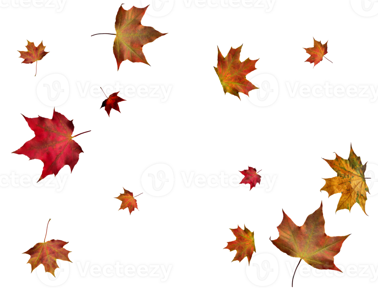 Digital paper with autumn maple leaves. png