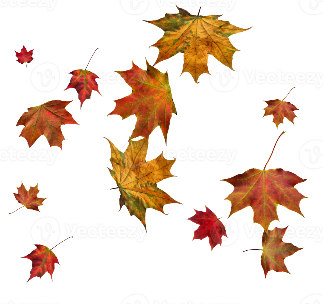 Digital paper with autumn maple leaves. png
