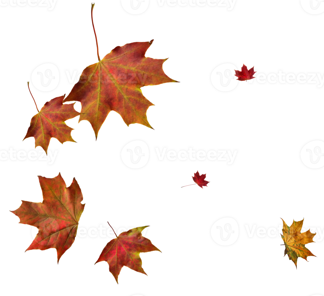 Digital paper with flying maple leaves. png