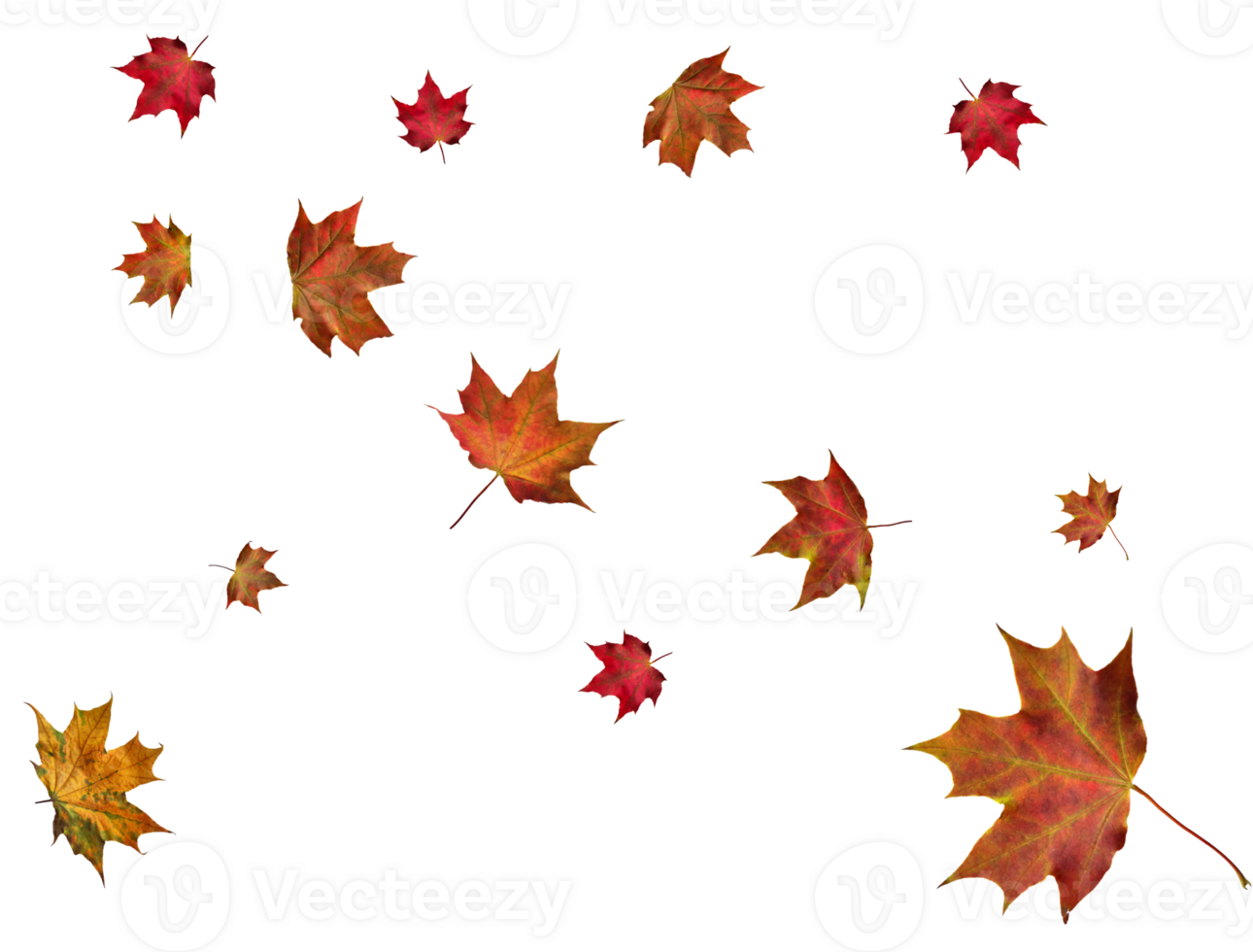 Digital paper with autumn maple leaves. png