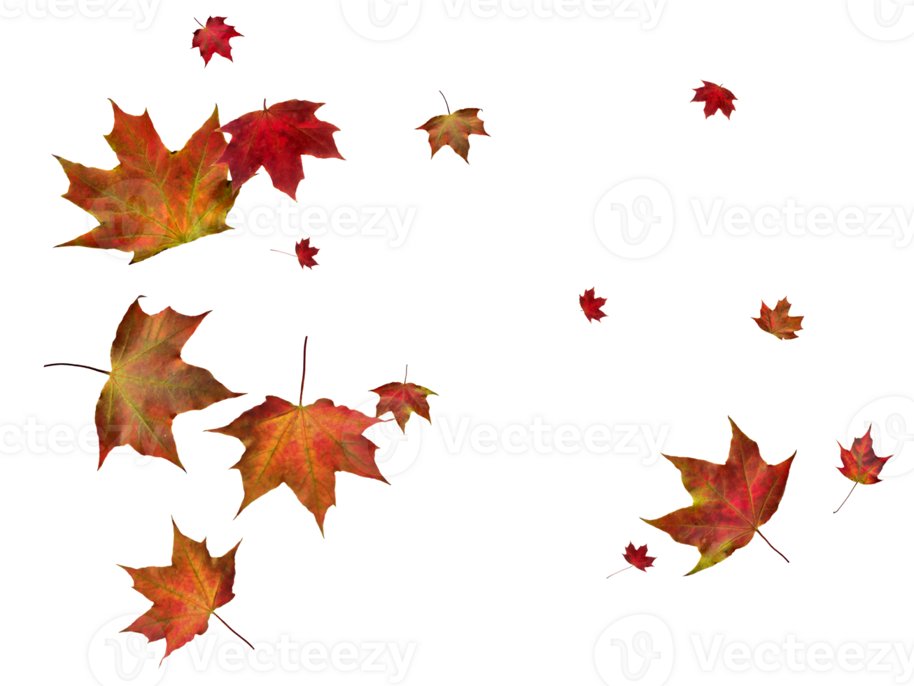 Digital paper with autumn maple leaves. png