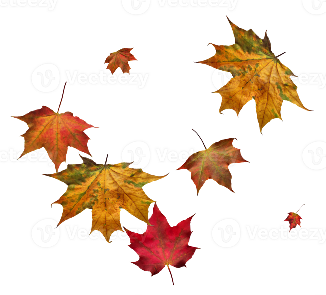 Digital paper with flying maple leaves. png