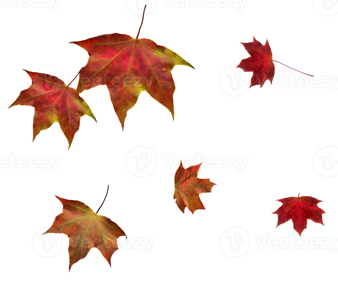 Digital paper with flying maple leaves. png