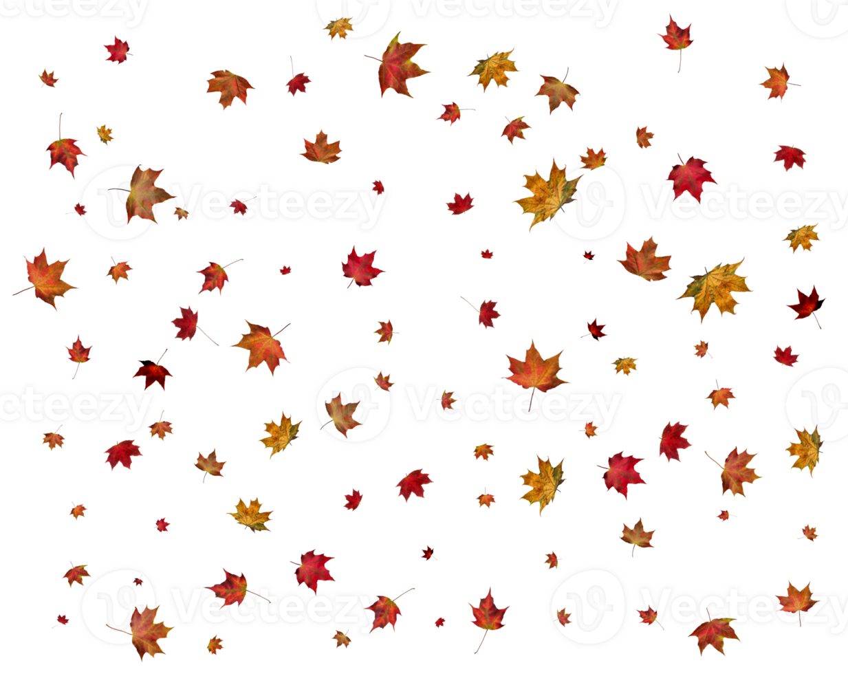 Texture with autumn maple leaves. png