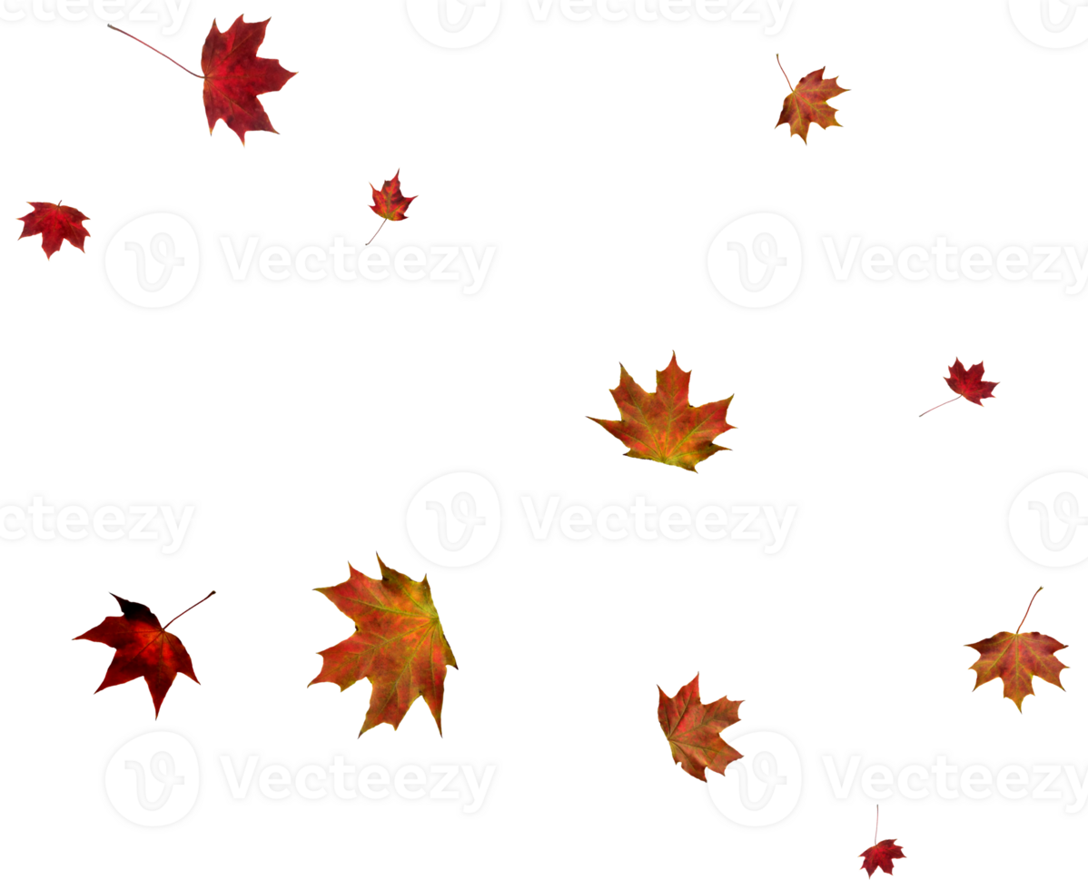 Backdrop with autumn maple leaves png