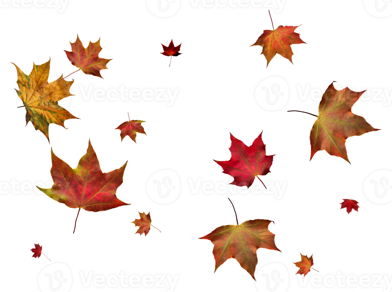 Digital paper with autumn maple leaves. png