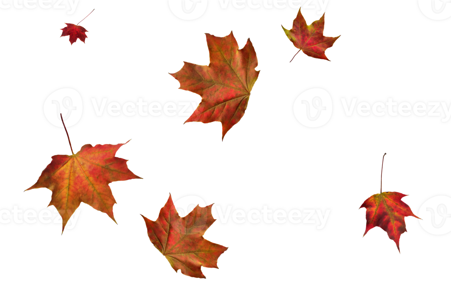 Digital paper with maple leaves. png