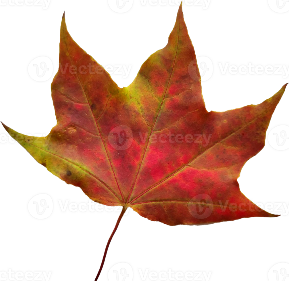 Autumn maple leaf. png