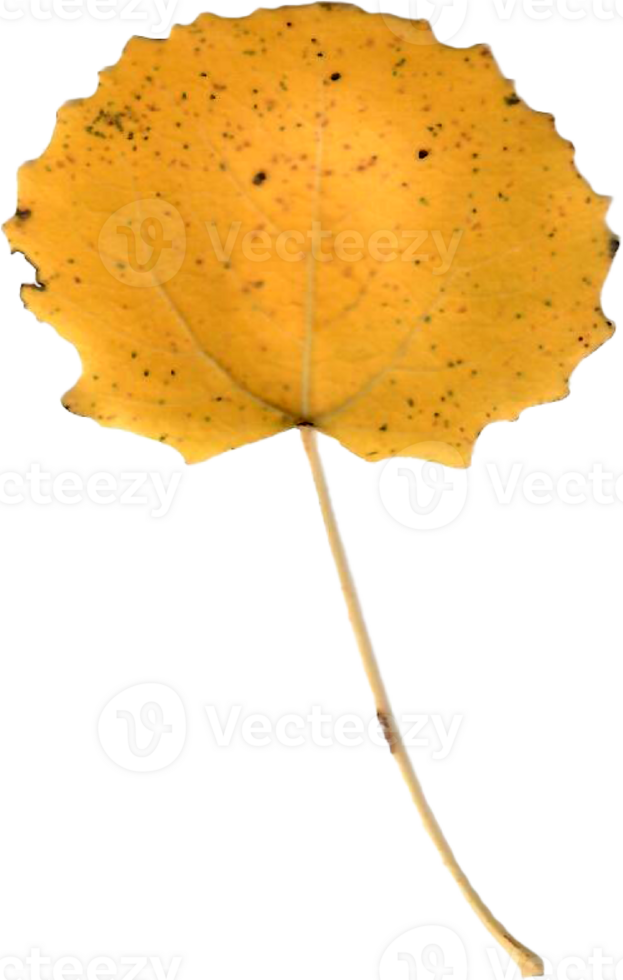 Autumn aspen leaf. png