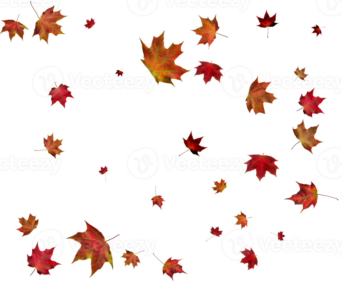 Background with autumn maple leaves. png