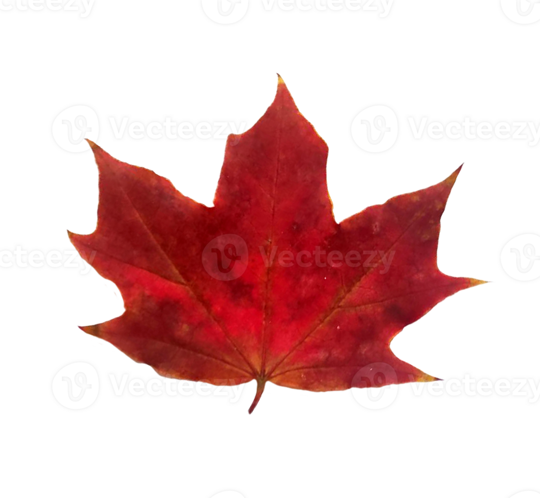 Autumn maple leaf. png