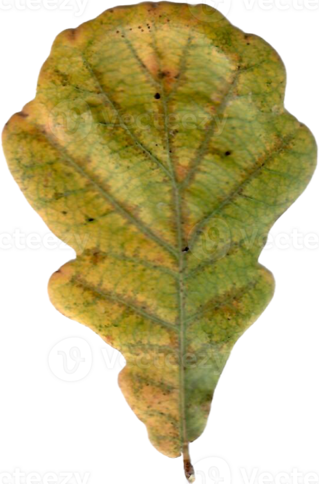 Autumn oak leaf. png