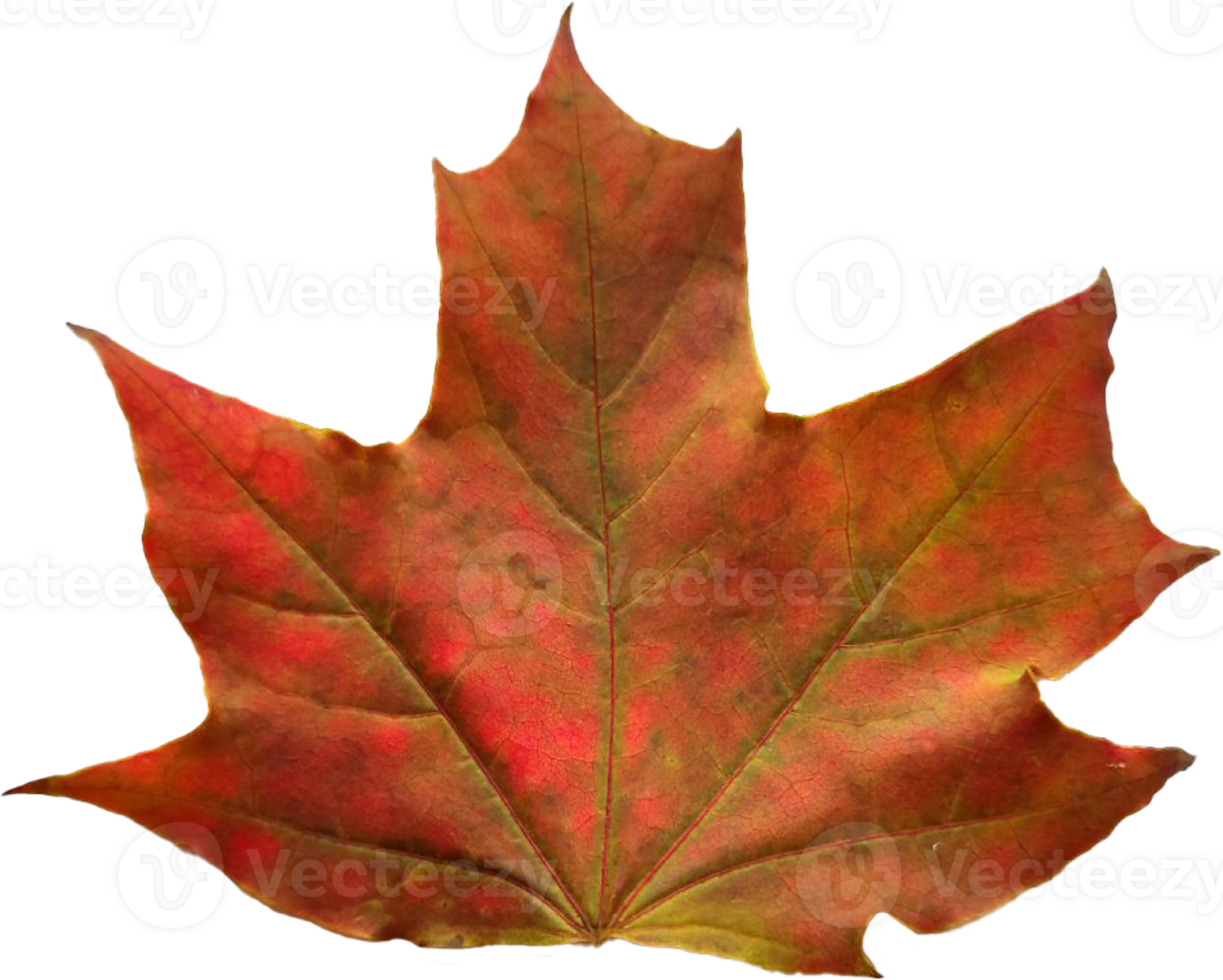 Autumn maple leaf. png