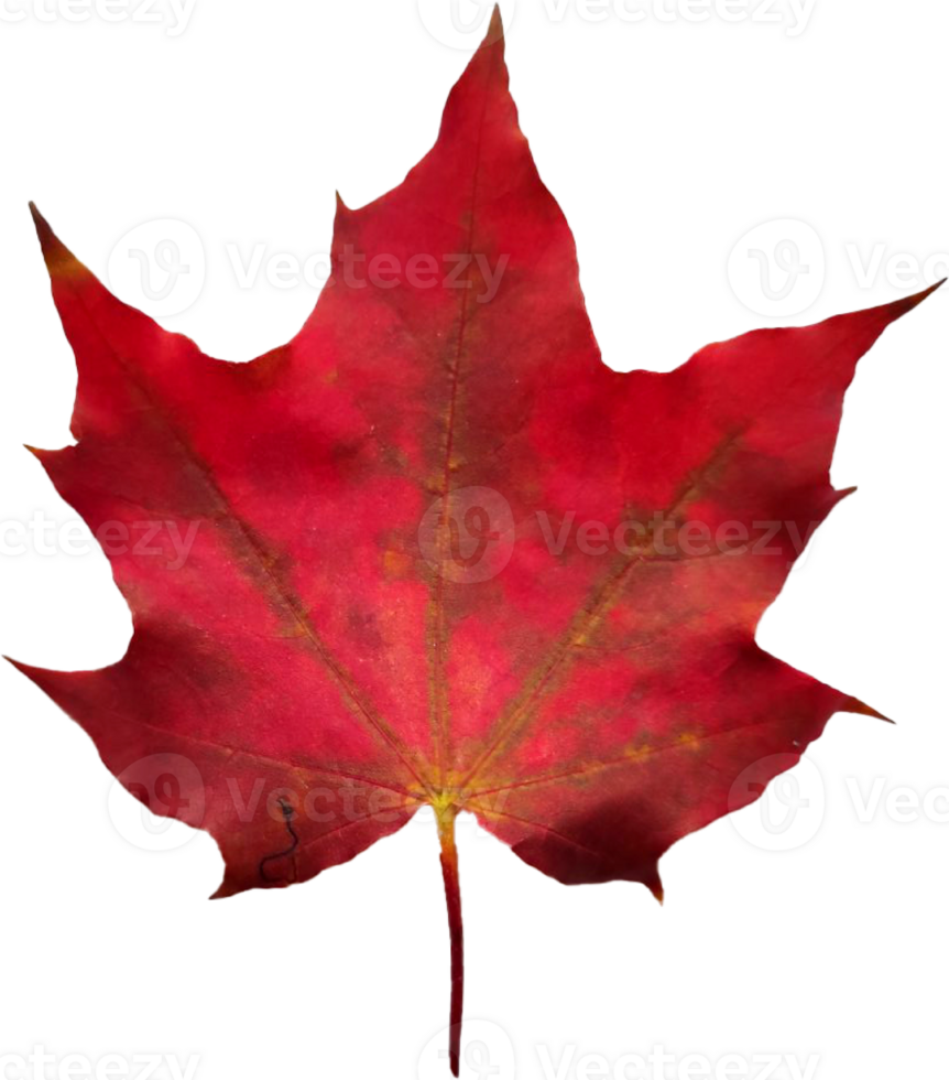 Autumn maple leaf. png