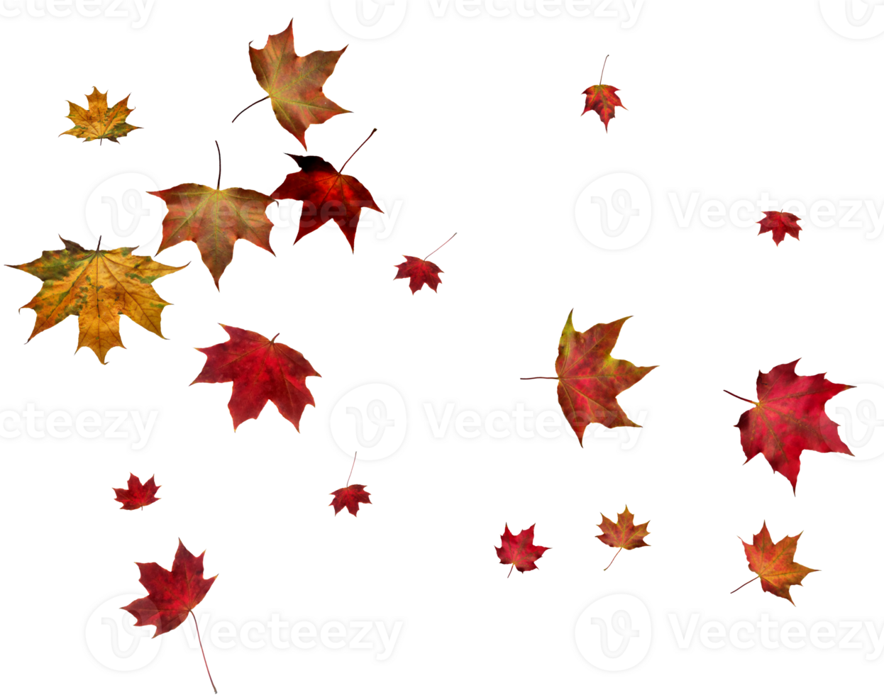 Backdrop with autumn maple leaves png