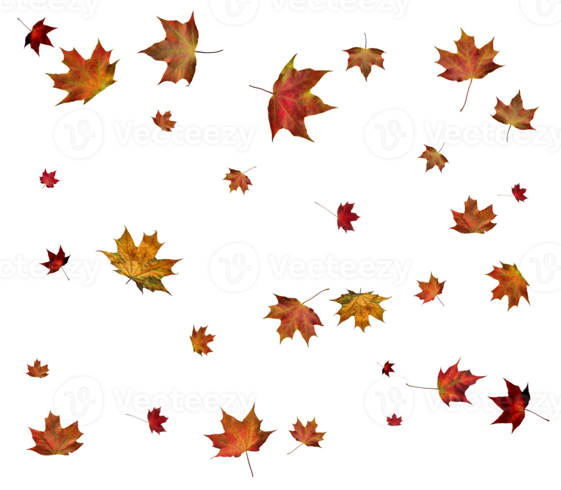 Autumn maple leaves. png
