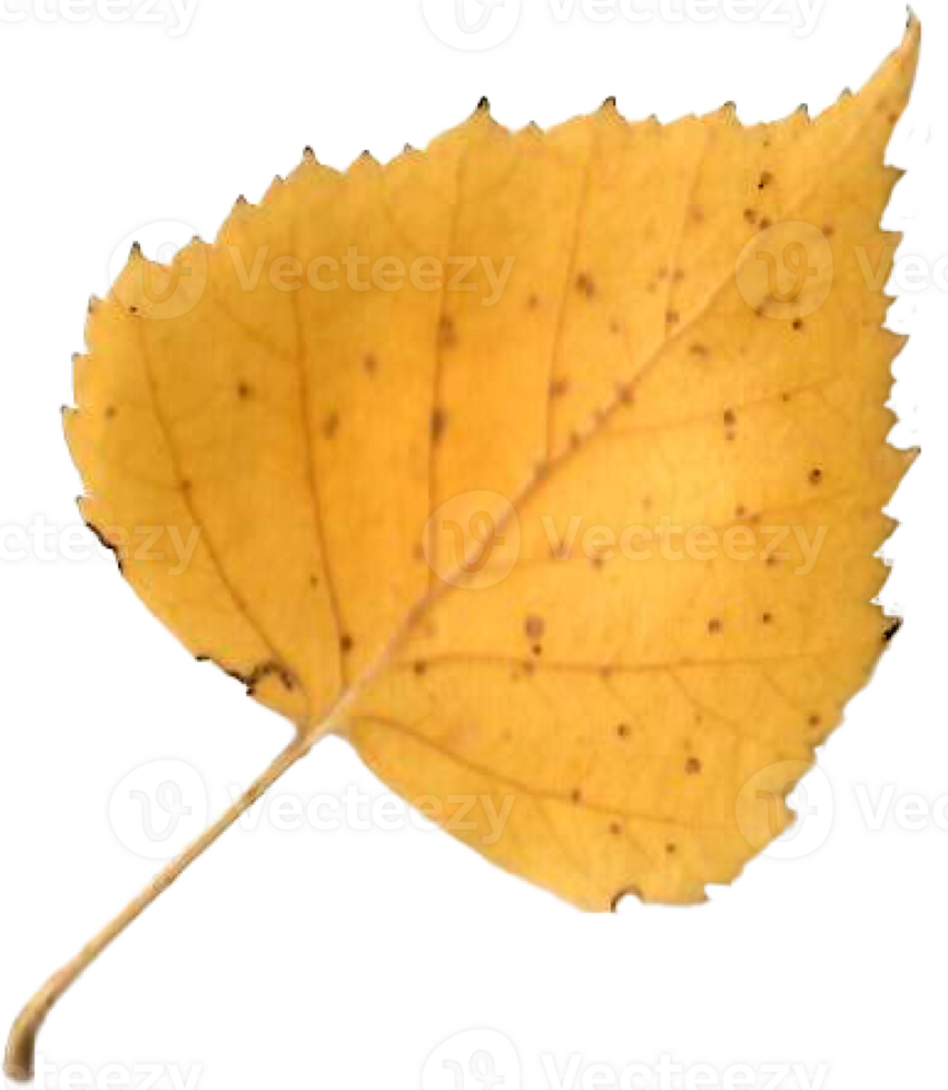 Autumn birch leaf. png