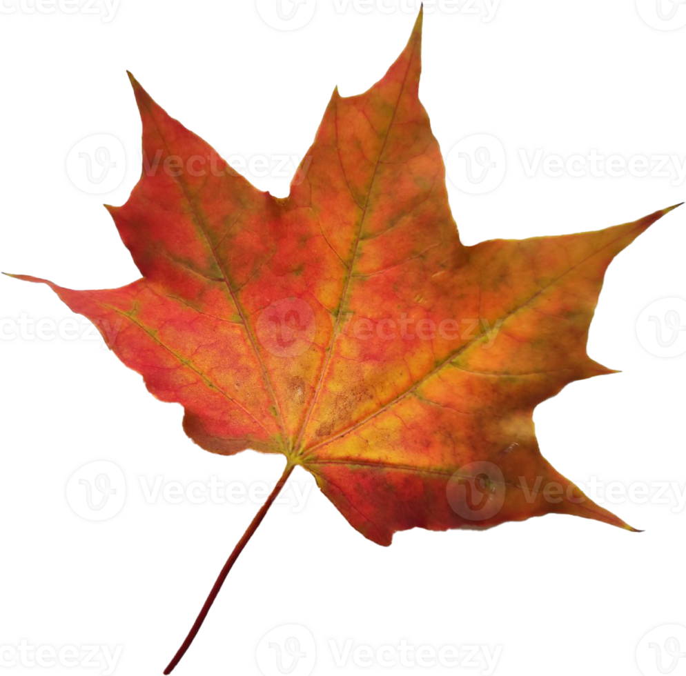 Autumn maple leaf. png