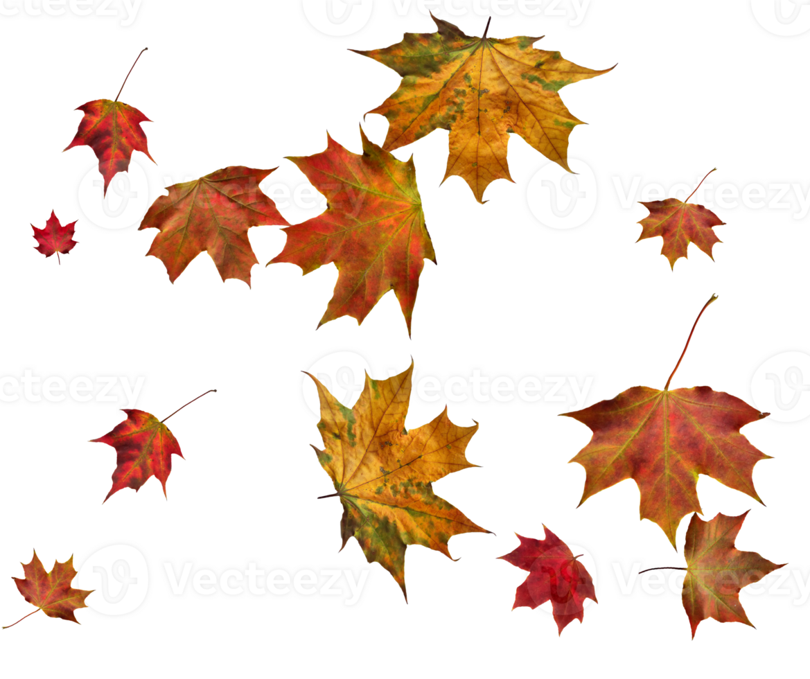 Backdrop with autumn maple leaves png