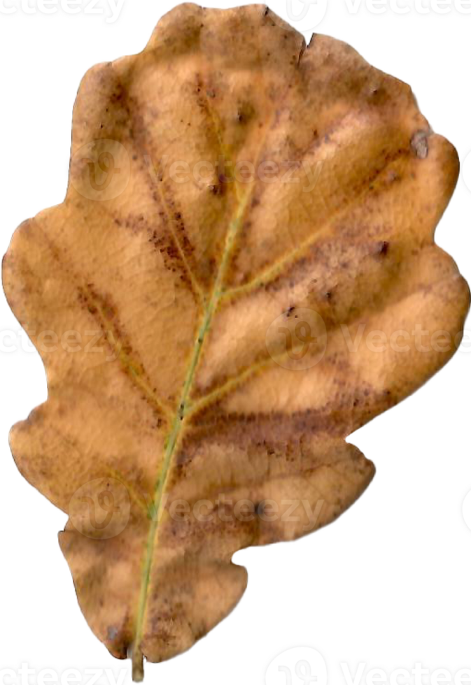 Autumn oak leaf. png