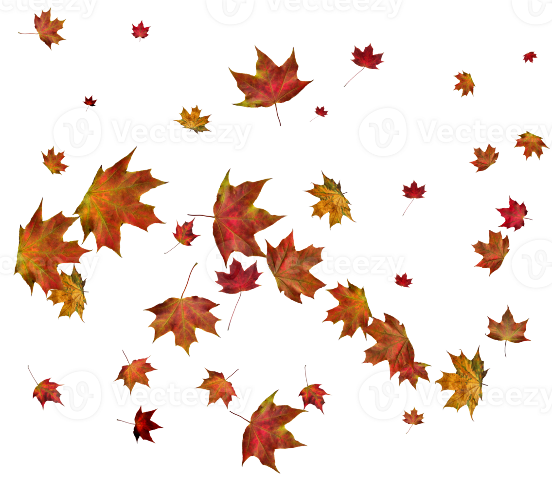 Autumn maple leaves. png