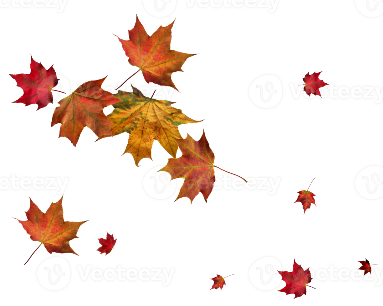 Backdrop with autumn maple leaves png