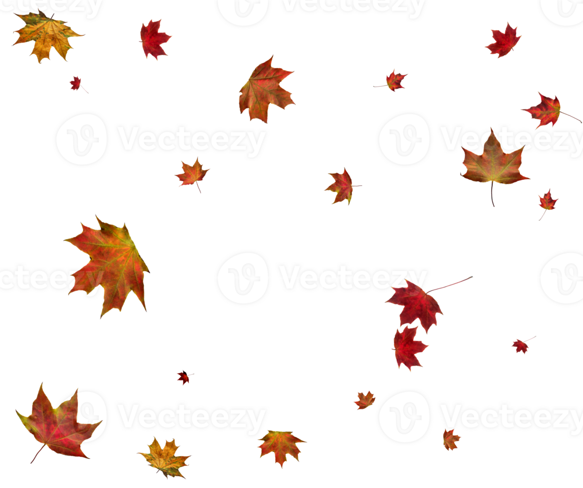 Backdrop with autumn maple leaves png