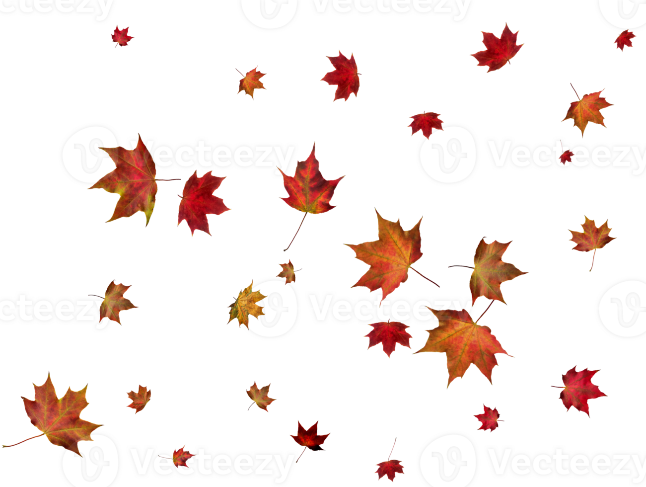 Backdrop with autumn maple leaves png