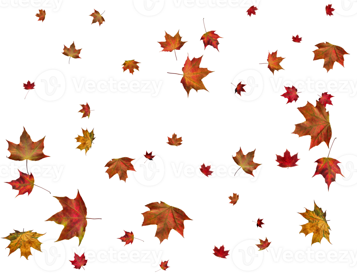 Background with autumn maple leaves. png