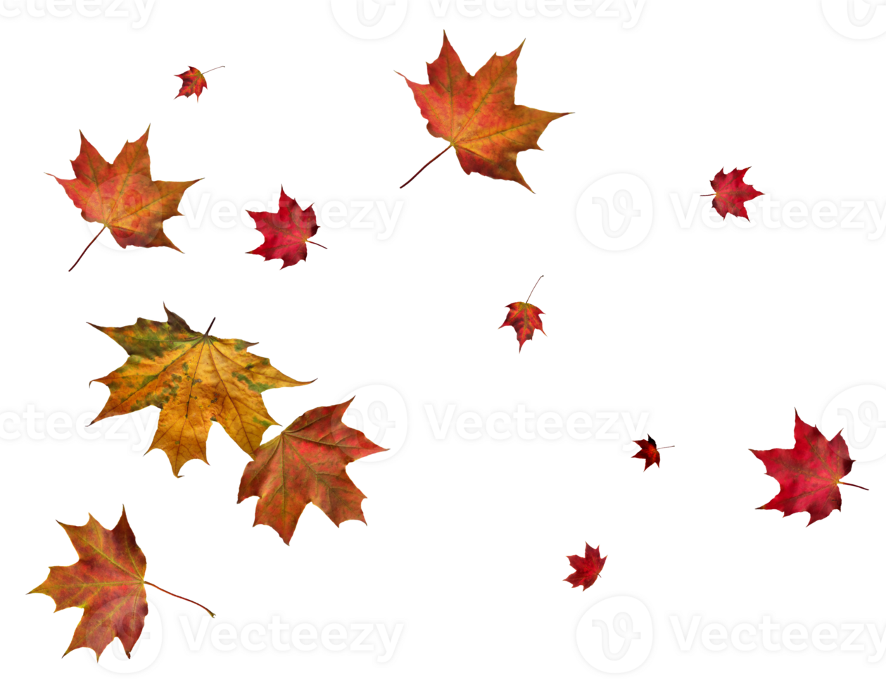 Backdrop with autumn maple leaves png