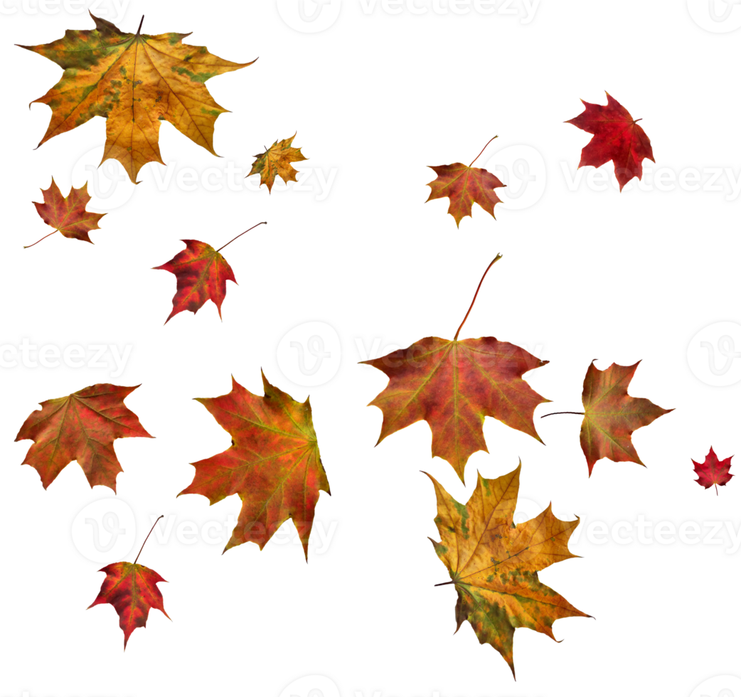 Backdrop with autumn maple leaves png