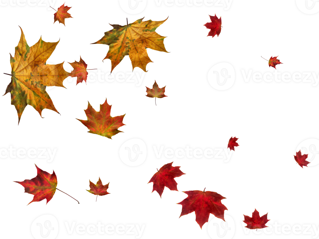 Backdrop with autumn maple leaves png