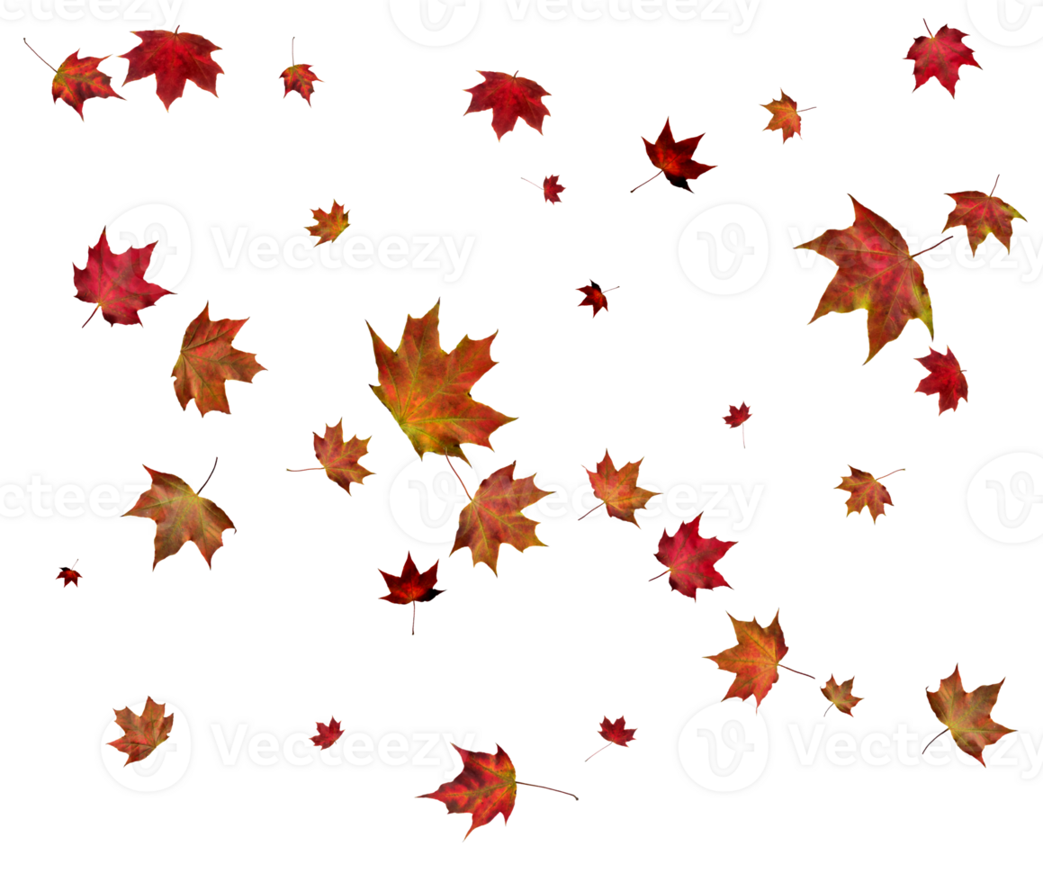 Autumn maple leaves. png