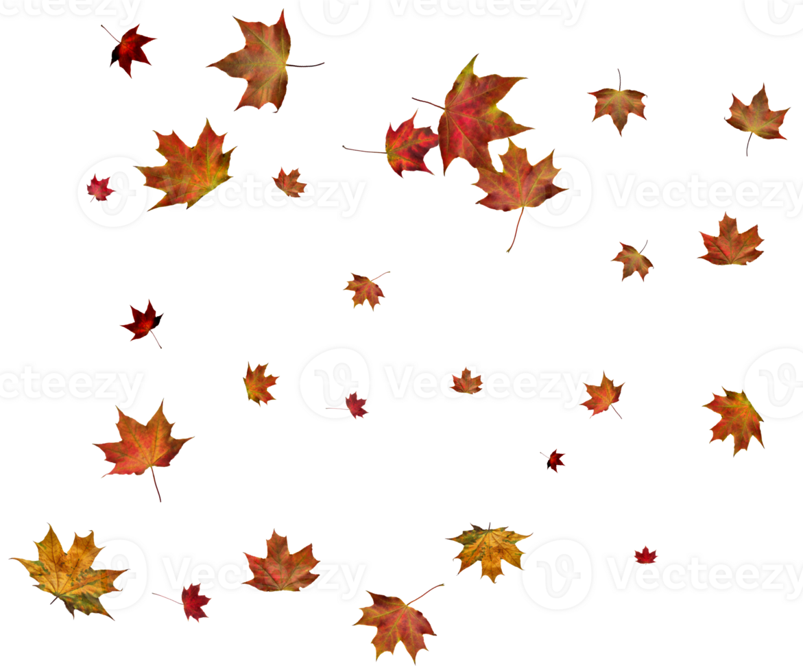 Autumn maple leaves. png