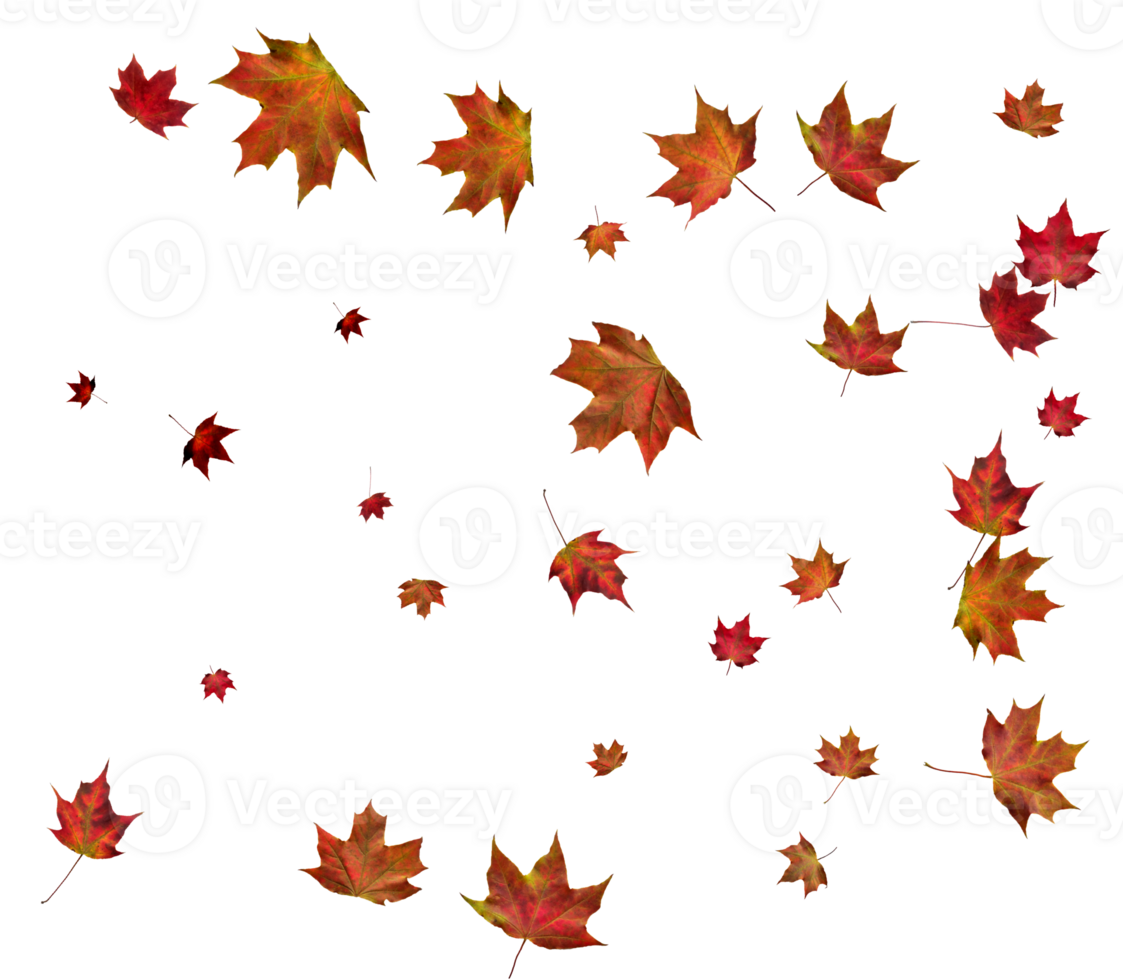 Backdrop with autumn maple leaves png
