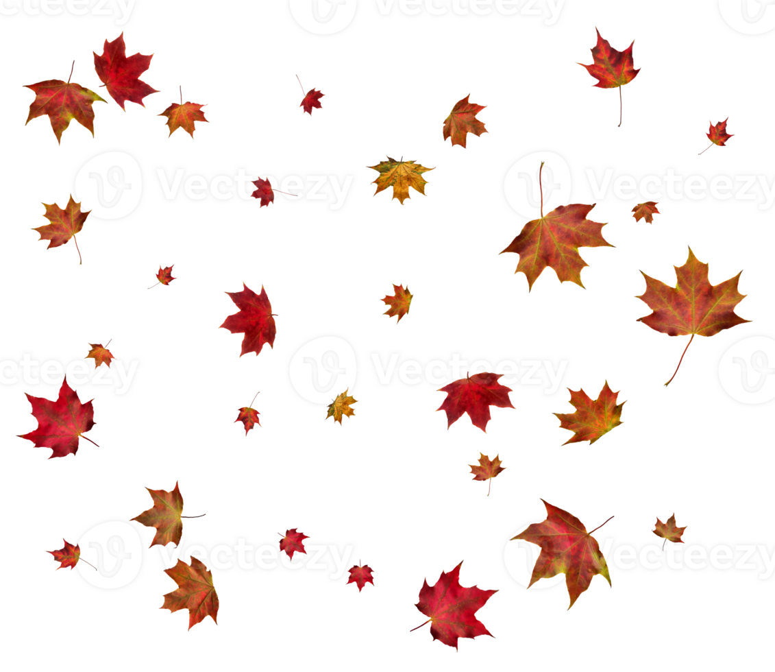 Autumn maple leaves. png
