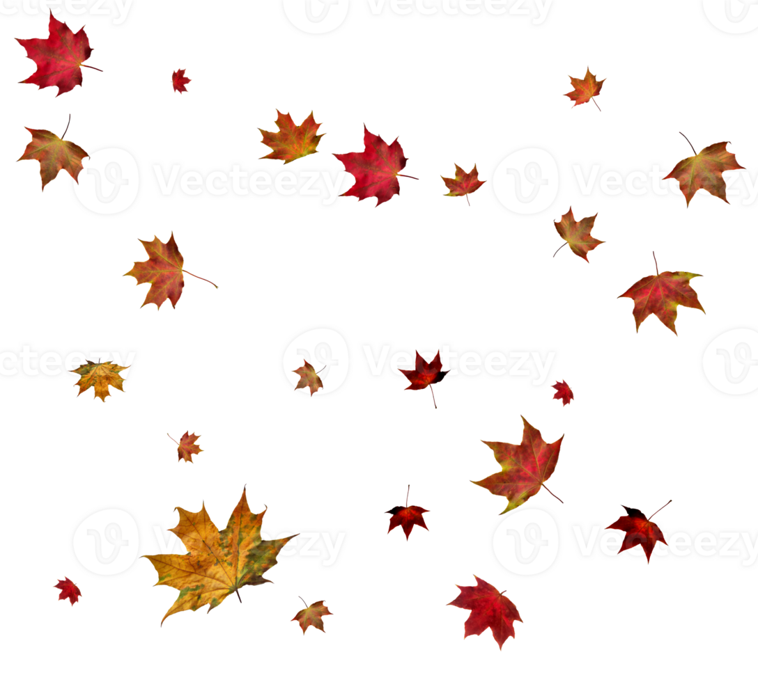 Background with autumn maple leaves. png